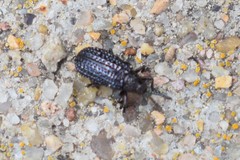 Microrhopala excavata