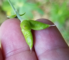 Delphinium alabamicum