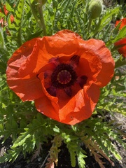 Papaver orientale