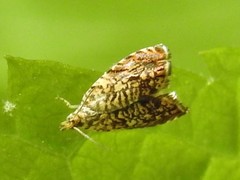 Dichrorampha leopardana