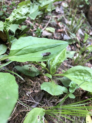 photo of Schizophoran Flies (Schizophora)