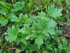 Leonurus quinquelobatus