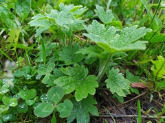 Leonurus quinquelobatus