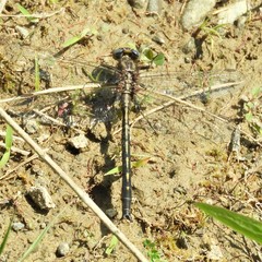 Phanogomphus spicatus