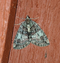 Hydriomena marinata