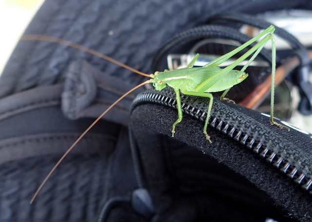 Texas Bush Katydid
