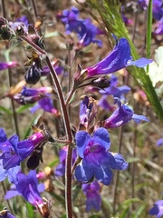 Penstemon laetus