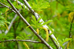 Piptadenia obliqua