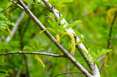 Piptadenia obliqua