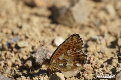 Boloria alaskensis