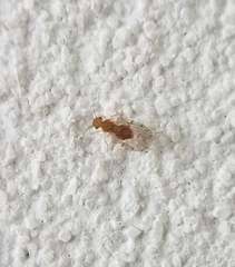 Ectopsocidae