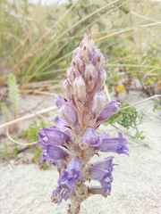 Phelipanche arenaria