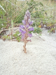 Phelipanche arenaria