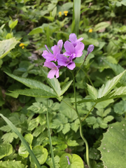 Cardamine pentaphyllos