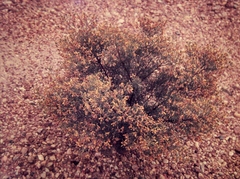 Jacksonia ramosissima