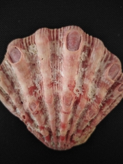 Nodipecten fragosus