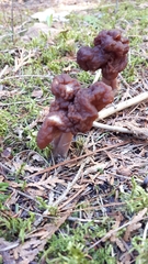 Gyromitra