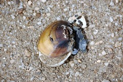 Lampsilis dolabraeformis