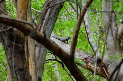 Ctenosaura pectinata