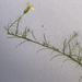 Calea hymenolepis - Photo (c) gabicascelli, alguns direitos reservados (CC BY-NC)