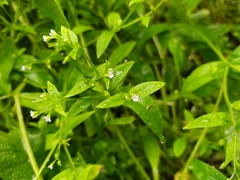 Myosotis sparsiflora