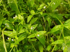Myosotis sparsiflora