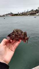 Sebastes auriculatus