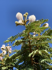 Mimosa claussenii
