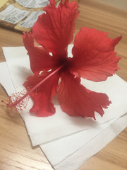 Hibiscus rosa-sinensis