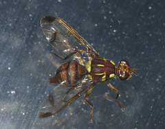 Bactrocera cucurbitae