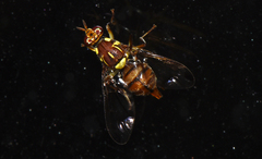 Bactrocera cucurbitae