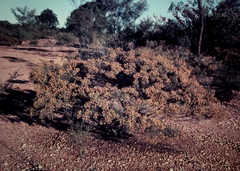 Jacksonia ramosissima