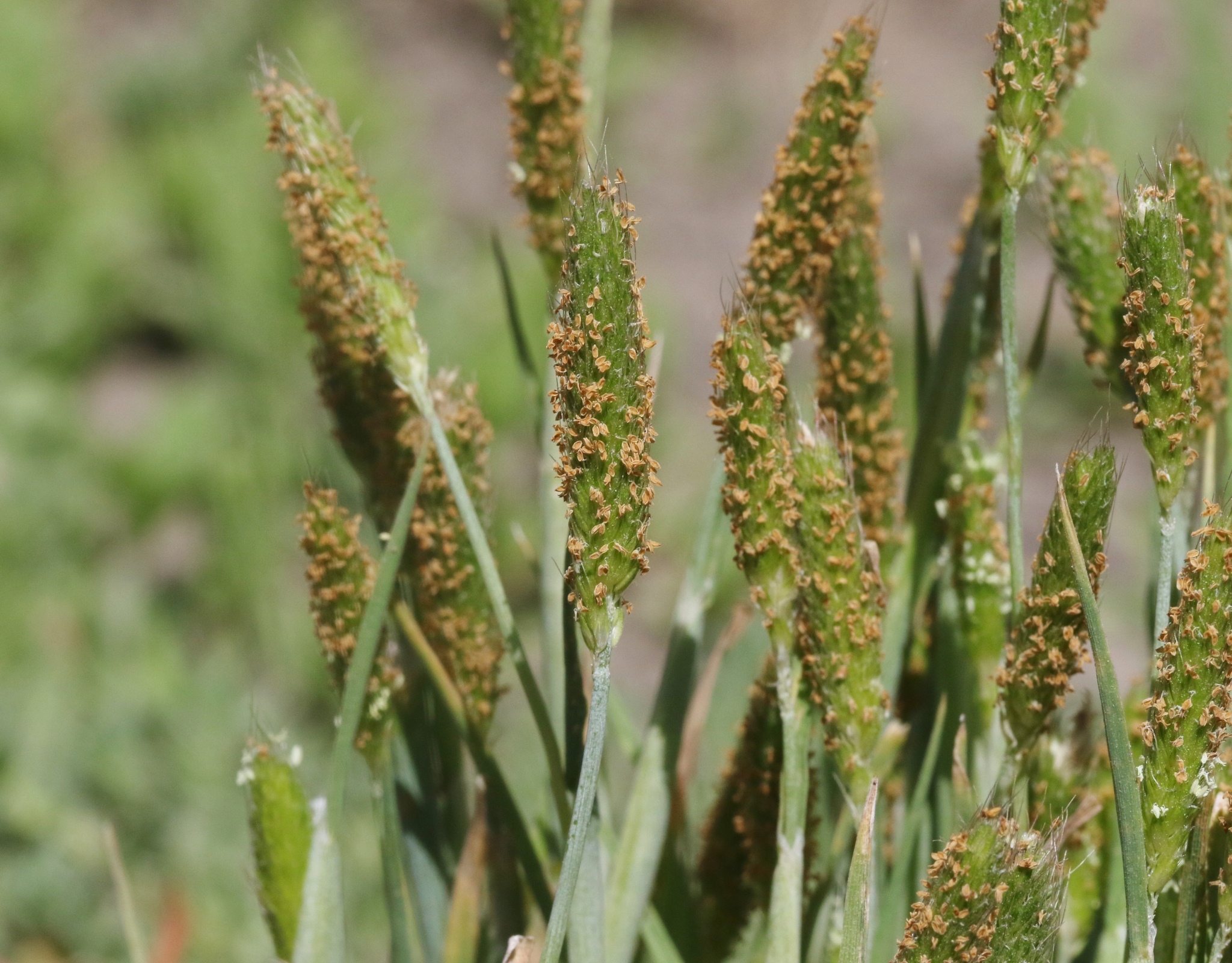Alopecurus saccatus