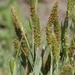 Pacific Foxtail - Photo (c) James Bailey, some rights reserved (CC BY-NC), uploaded by James Bailey