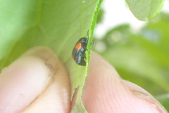 Cryptocephalus quadruplex