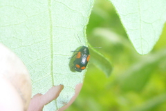 Cryptocephalus quadruplex