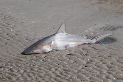 Carcharhinus limbatus