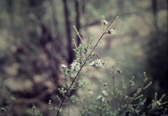 Kardomia squarrulosa