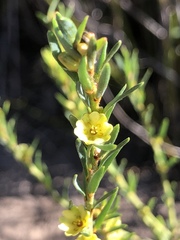 Clutia alaternoides