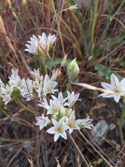 Allium lacunosum