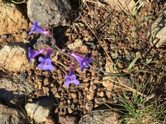 Penstemon laetus