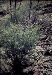 Kardomia squarrulosa