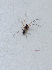 Araneae