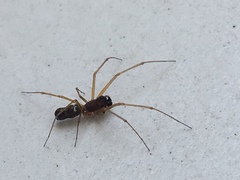 Araneae