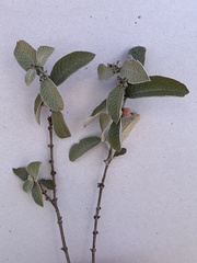Sabicea brasiliensis