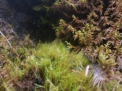 Flexitrichum flexicaule