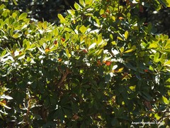 Arbutus unedo