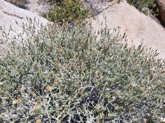 Brickellia frutescens