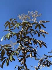 Didymopanax macrocarpus