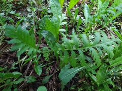 Tanacetum vulgare